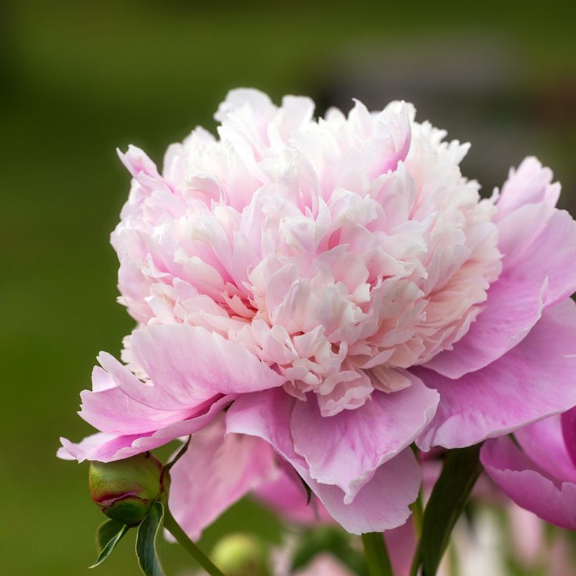 Paeonia lactiflora Sorbet - Pioenroos (Bloei)