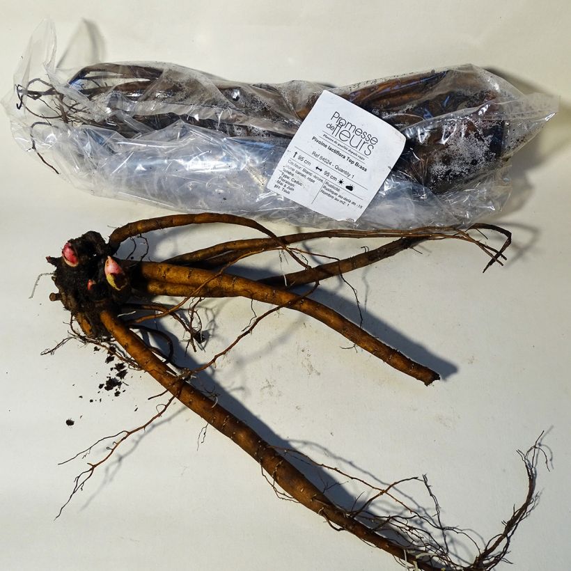 Exemplaar van Paeonia lactiflora Top Brass - Pioenroos Stam 3/5 ogen zoals geleverd in de lente