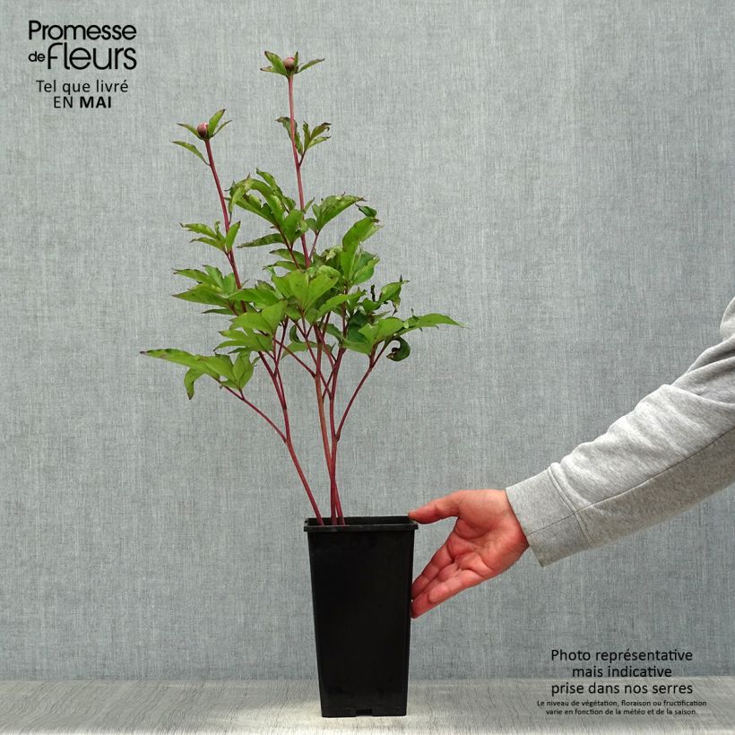 Exemplaar van Paeonia lactiflora White Cap - Pioenroos Pot van 3 l/4 l zoals geleverd in de lente