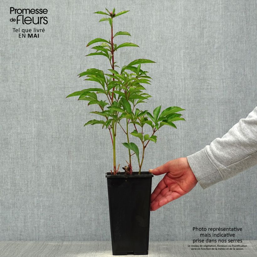 Exemplaar van Paeonia lactiflora White Wings - Pioenroos Pot van 3 l/4 l zoals geleverd in de zomer