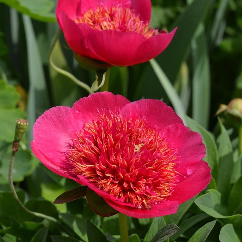 Paeonia officinalis Anemoniflora - Boerenpioen (Bloei)