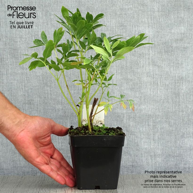 Exemplaar van Paeonia officinalis Rosea Plena - Boerenpioen Pot van 12 cm / 13 cm zoals geleverd in de zomer