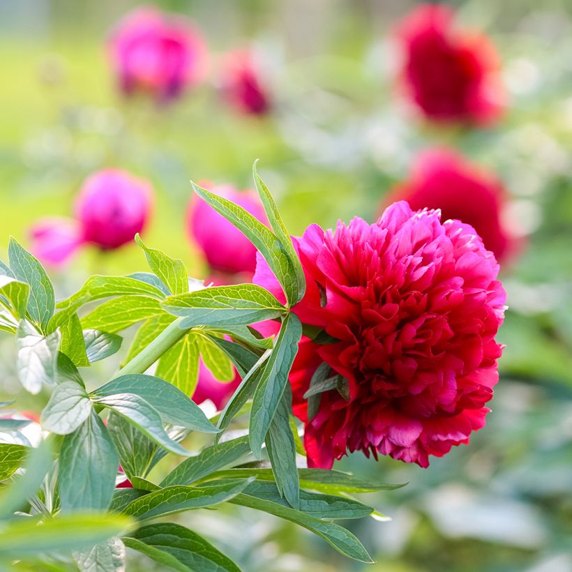 Paeonia officinalis Rubra Plena - Boerenpioen (Bloei)