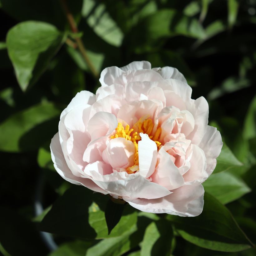 Paeonia Blushing Princess - Pioen (Bloei)