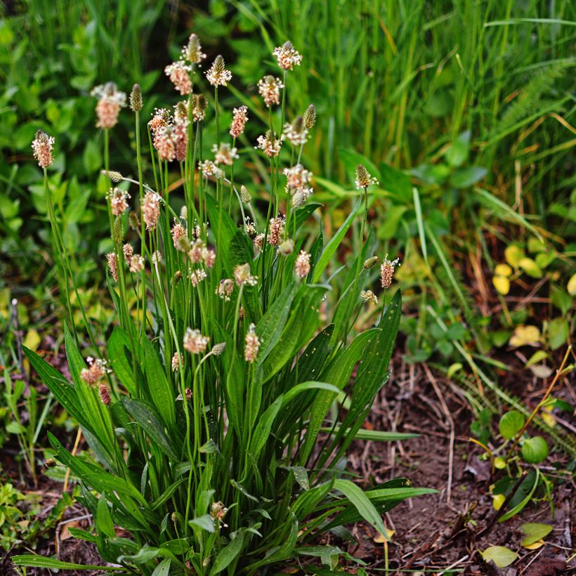 Smalle weegbree BIO - Plantago lanceolata (zaad) (Groeiplaats)