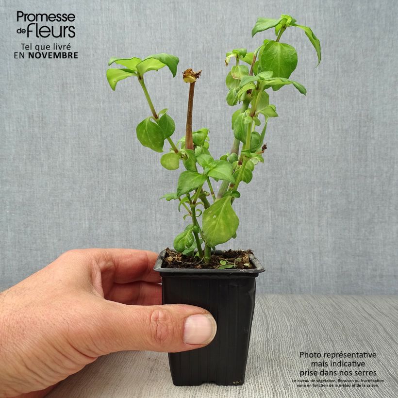 Exemplaar van Paddenstoelplant - Rungia klossii Kweekpotje van 7/8 cm zoals geleverd in de herfst
