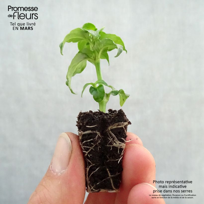 Exemplaar van Paddenstoelplant - Rungia klossii Mini-mot Ø 3/4 cm zoals geleverd in de lente