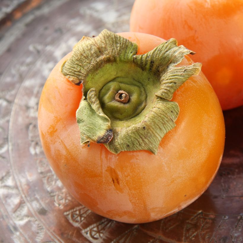 Kakiboom Budapest (Oogst)