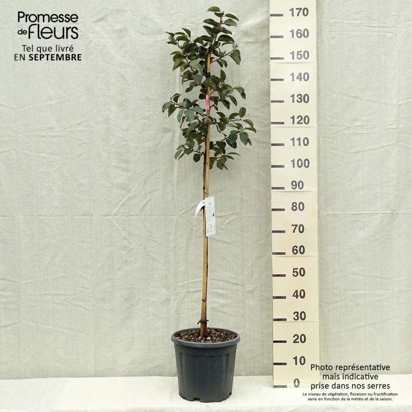 Exemplaar van Kakiboom Tipo Pot van 12 l/15 l, Half-hoge stam zoals geleverd in de herfst