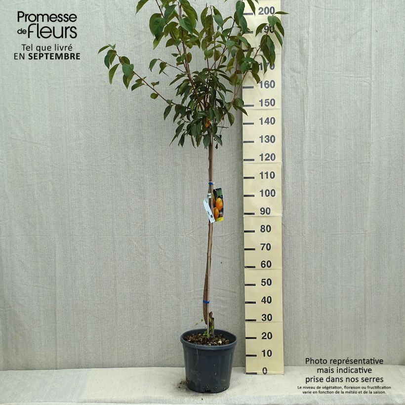 Exemplaar van Kakiboom Vaniglia Pot van 12 l/15 l, Half-hoge stam zoals geleverd in de zomer