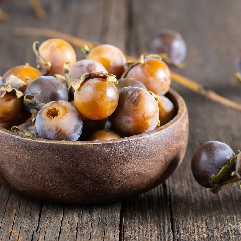 Lotusboom - Diospyros lotus (Oogst)