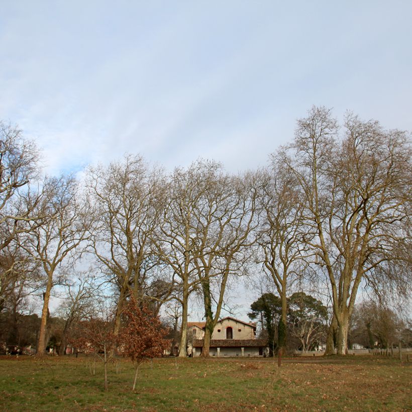 Platanus acerifolia - Gewone plataan (Groeiplaats)