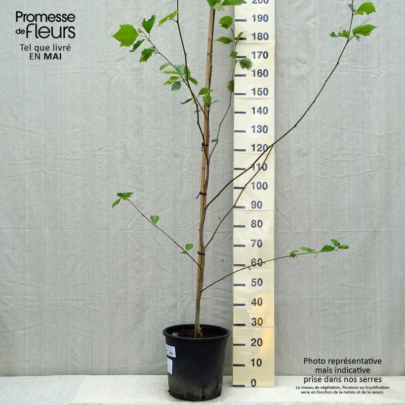 Exemplaar van Platanus acerifolia - Gewone plataan Pot van 7,5 l/10 l zoals geleverd in de lente