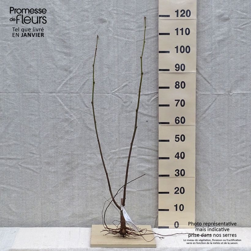 Example of Platanus hispanica El Gordo - Gewone plataan Naakte wortel as you get in hiver