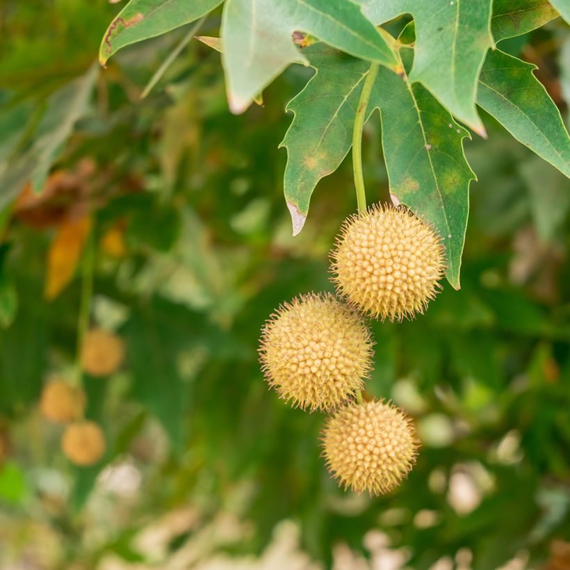 Platanus orientalis - Oosterse plataan (Oogst)