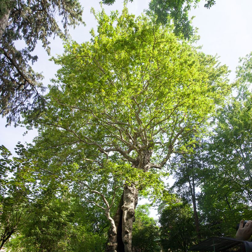 Platanus orientalis - Oosterse plataan (Groeiplaats)