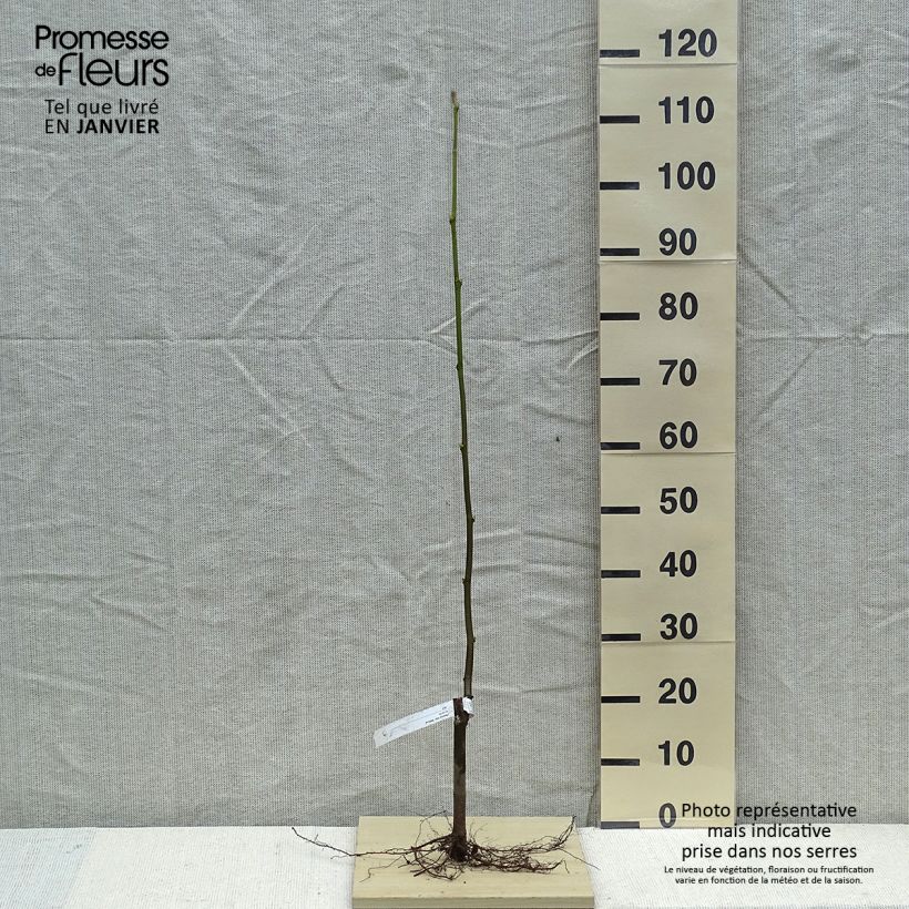 Exemplaar van Platanus hispanica Malburg - Gewone plataan Naakte wortel zoals geleverd in de winter