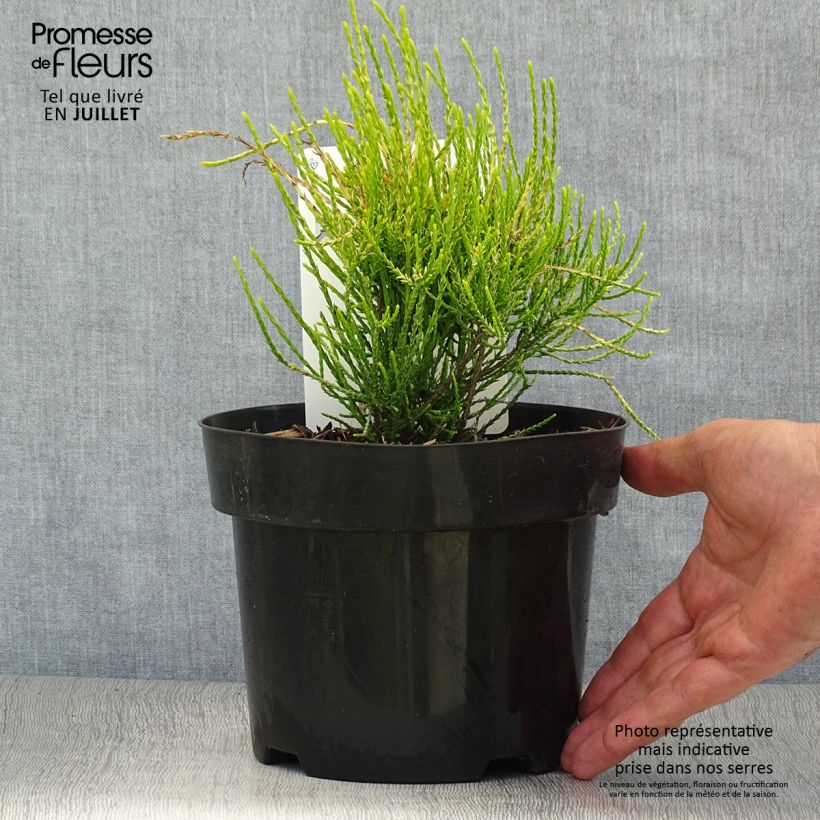Exemplaar van Platycladus orientalis Franky Boy - Oosterse levensboom Pot van 2 l/3 l zoals geleverd in de zomer