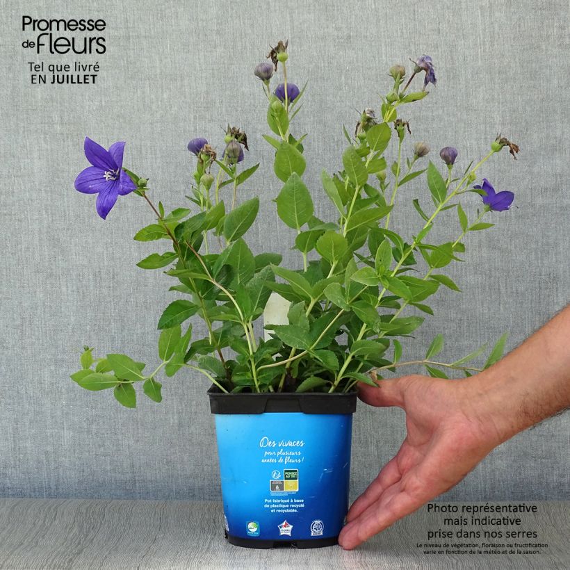 Exemplaar van Platycodon grandiflorus Astra Blue - Ballonklokje Pot van 2 l/3 l zoals geleverd in de zomer