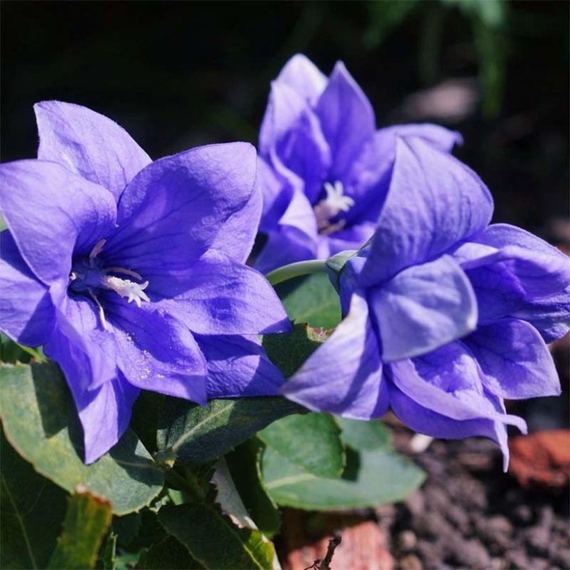 Platycodon grandiflorus Astra Blue - Ballonklokje (Flowering)