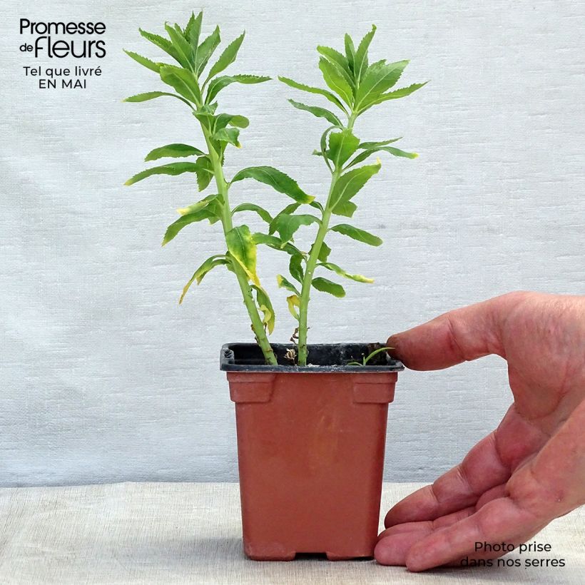 Exemplaar van Platycodon grandiflorus Fuji Wit - Ballonklokje Kweekpotje van 7/8 cm zoals geleverd in de lente