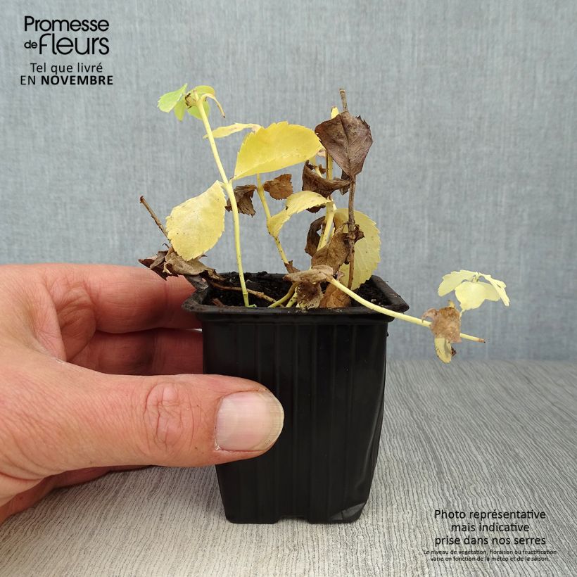 Exemplaar van Platycodon grandiflorus Fuji Wit - Ballonklokje Kweekpotje van 7/8 cm zoals geleverd in de herfst