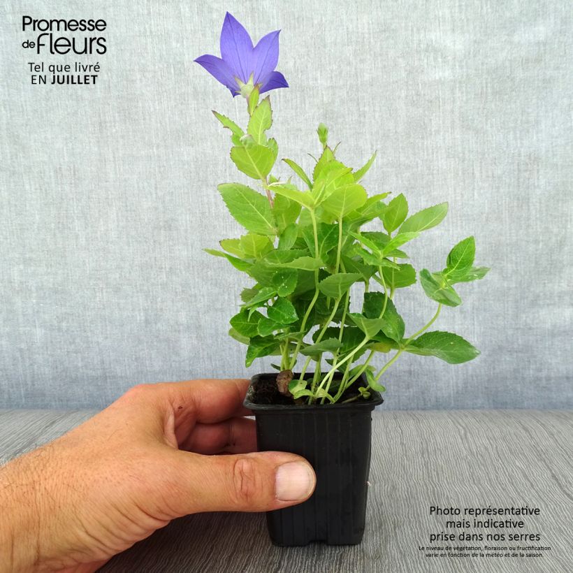 Exemplaar van Platycodon grandiflorus Mariesii - Ballonklokje Kweekpotje van 7/8 cm zoals geleverd in de zomer