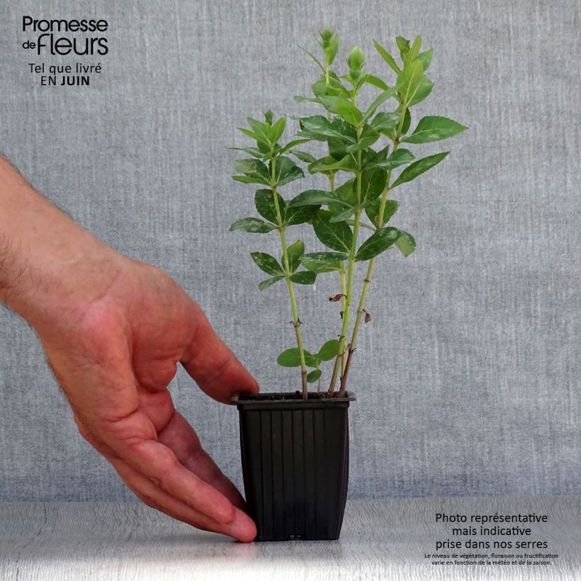 Exemplaar van Platycodon grandiflorus Perlmutterschale - Ballonklokje Kweekpotje van 7/8 cm zoals geleverd in de zomer