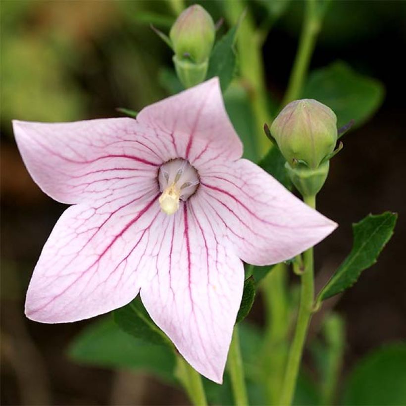 Platycodon grandiflorus Perlmutterschale - Ballonklokje (Bloei)