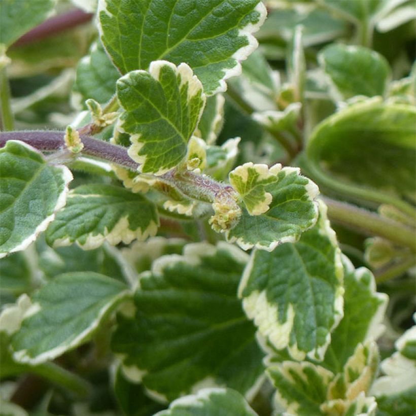 Plectranthus coleoides Variegatus - Mottenkruid (Blad)