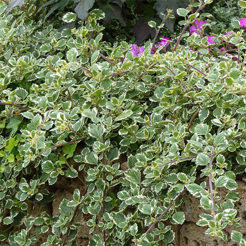 Plectranthus coleoides Variegatus - Mottenkruid (Groeiplaats)
