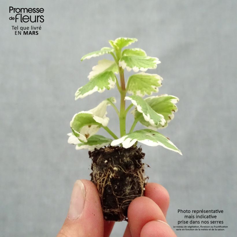 Exemplaar van Plectranthus coleoides Variegatus - Mottenkruid Mini-mot Ø 1,5/2,5 cm zoals geleverd in de lente