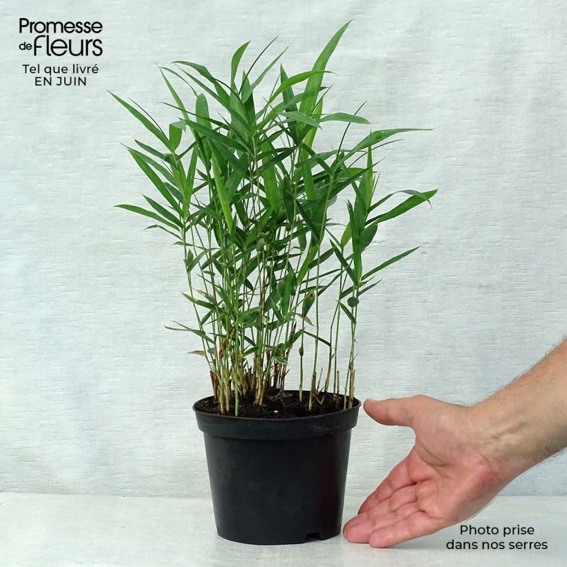 Exemplaar van Pleioblastus argenteostriatus Pumilus - Dwergbamboe Pot van 1 l/1,5 l zoals geleverd in de zomer