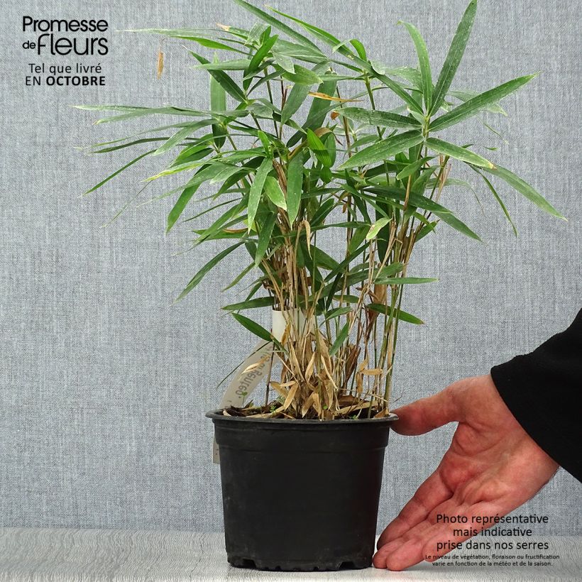 Exemplaar van Pleioblastus argenteostriatus Pumilus - Dwergbamboe Pot van 1 l/1,5 l zoals geleverd in de herfst