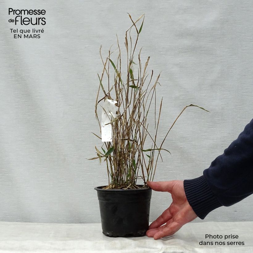 Exemplaar van Pleioblastus argenteostriatus Pumilus - Dwergbamboe Pot van 1 l/1,5 l zoals geleverd in de lente