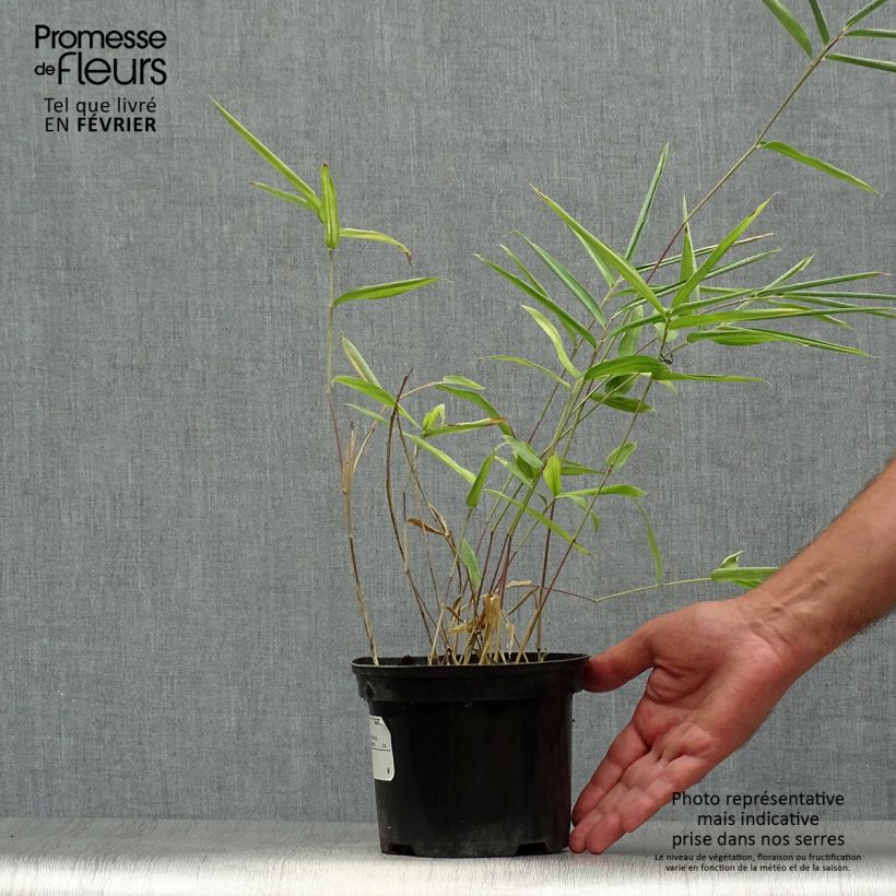 Exemplaar van Pleioblastus auricomus - Dwergbamboe Pot van 1 l/1,5 l zoals geleverd in de herfst