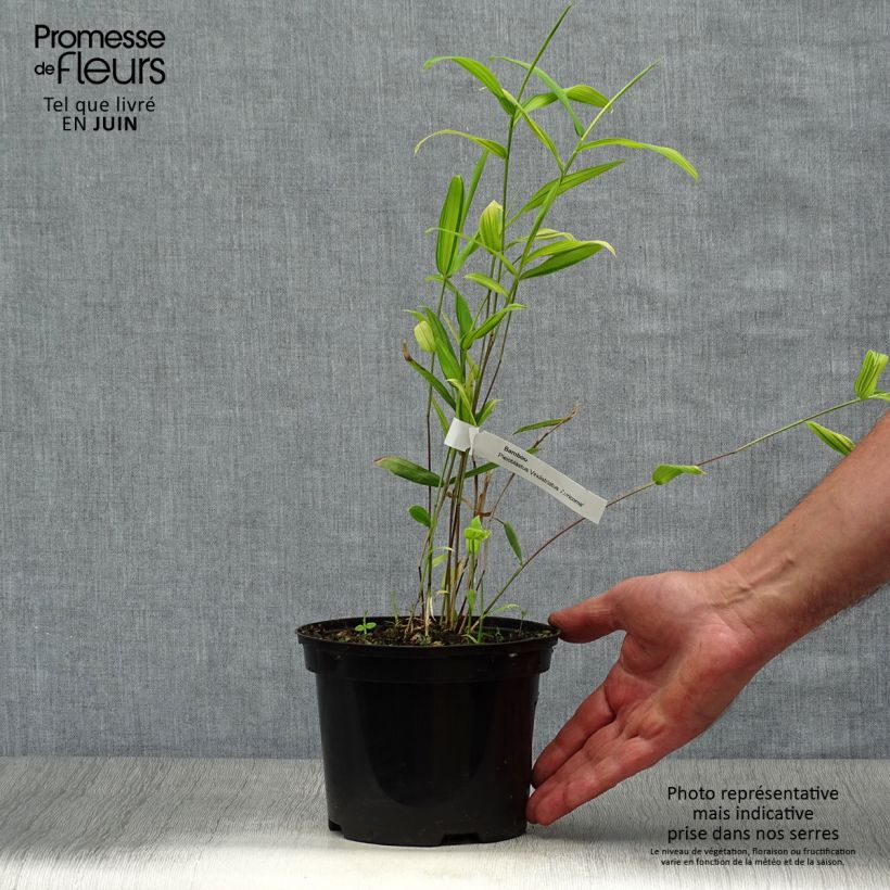Exemplaar van Pleioblastus auricomus - Dwergbamboe Pot van 1 l/1,5 l zoals geleverd in de zomer