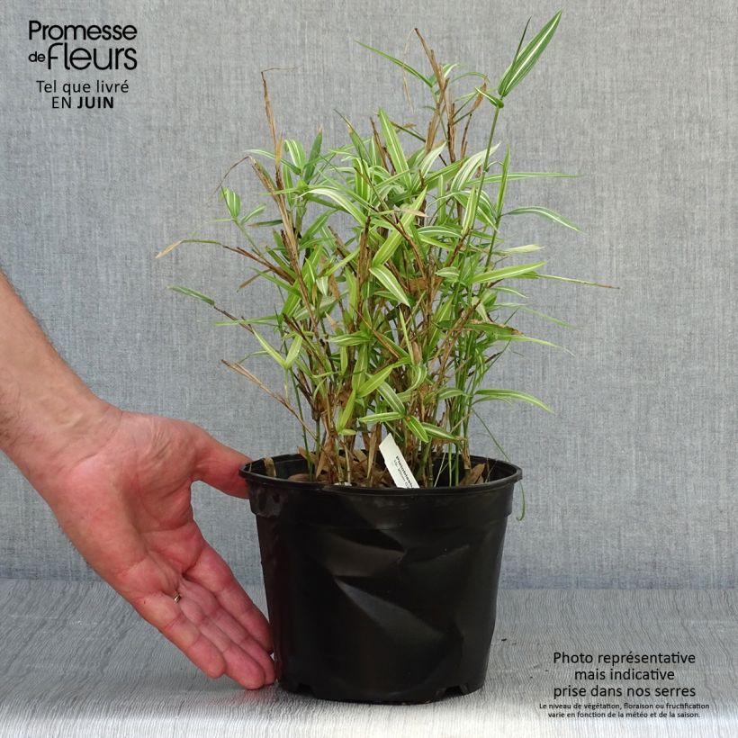 Exemplaar van Pleioblastus fortunei Variegatus - Dwergbamboe Pot van 1 l/1,5 l zoals geleverd in de zomer
