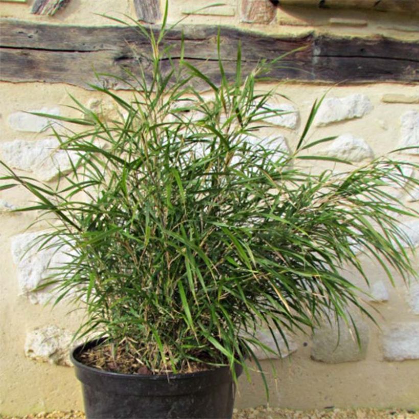 Pleioblastus linearis - Dwergbamboe (Foliage)