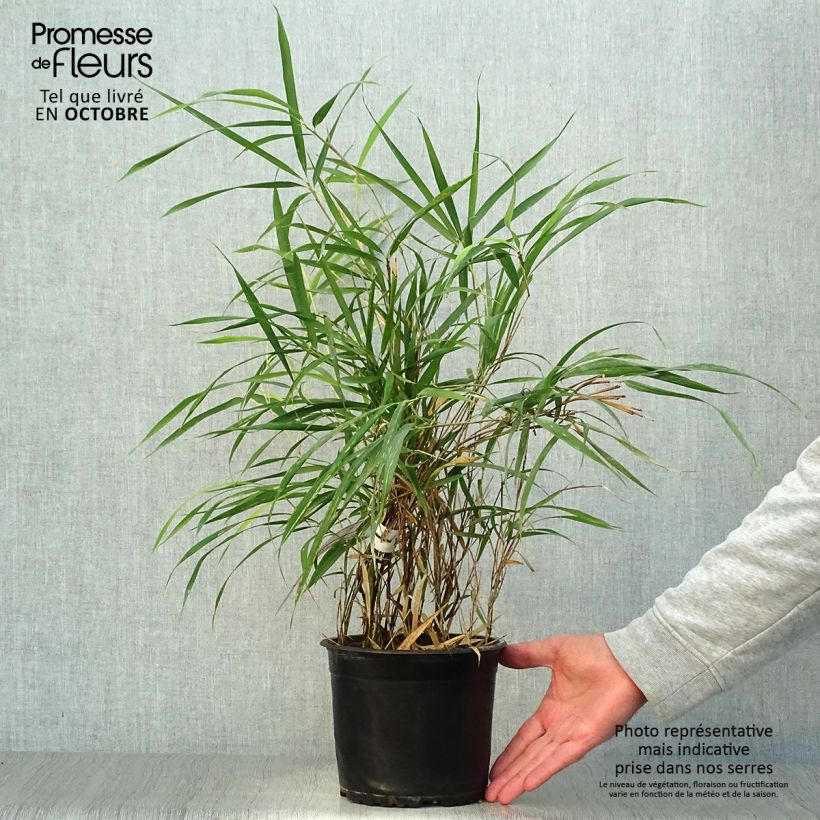 Exemplaar van Pleioblastus linearis - Dwergbamboe Pot van 2 l/3 l zoals geleverd in de herfst
