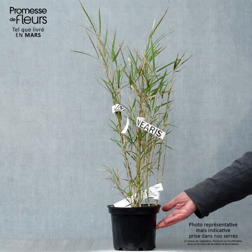 Example of Pleioblastus linearis - Dwergbamboe Pot van 2 l/3 l as you get in printemps