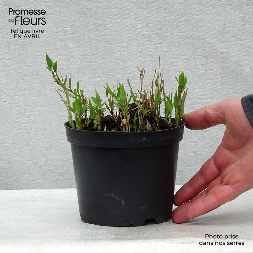 Example of Pleioblastus pygmaeus - Dwergbamboe Pot van 1 l/1,5 l as you get in printemps