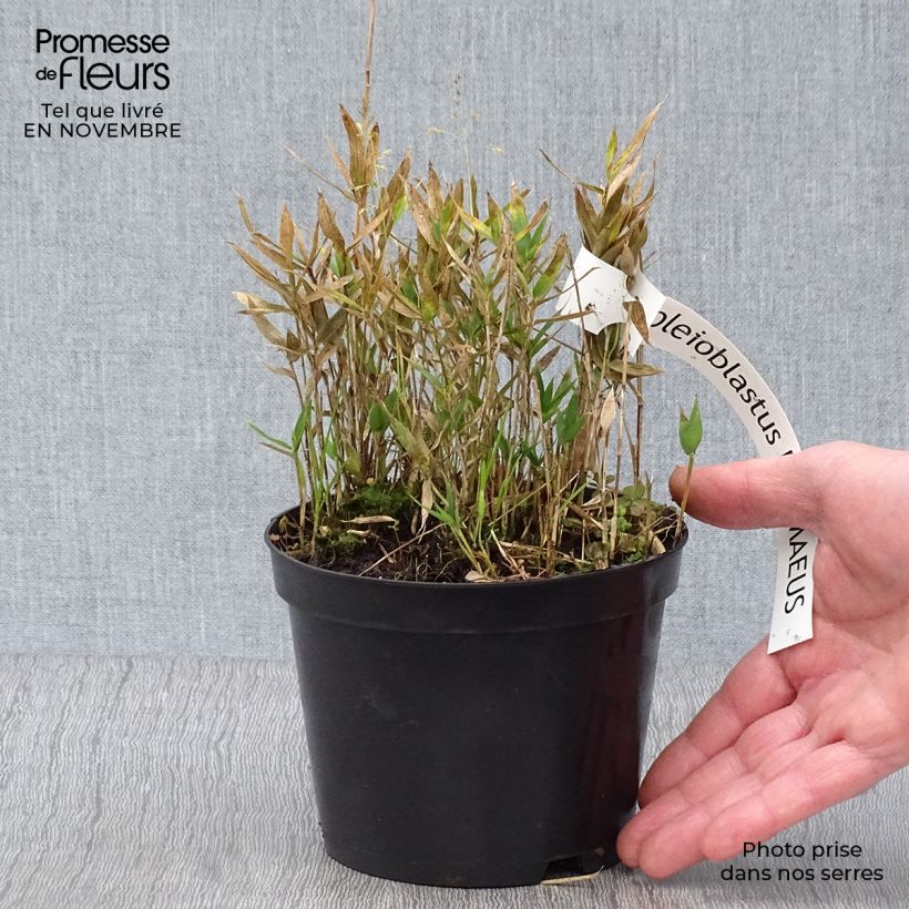 Exemplaar van Pleioblastus pygmaeus - Dwergbamboe Pot van 1 l/1,5 l zoals geleverd in de herfst