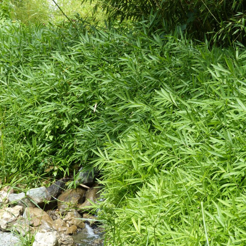 Pleioblastus pygmaeus Distichus - Dwergbamboe (Plant habit)