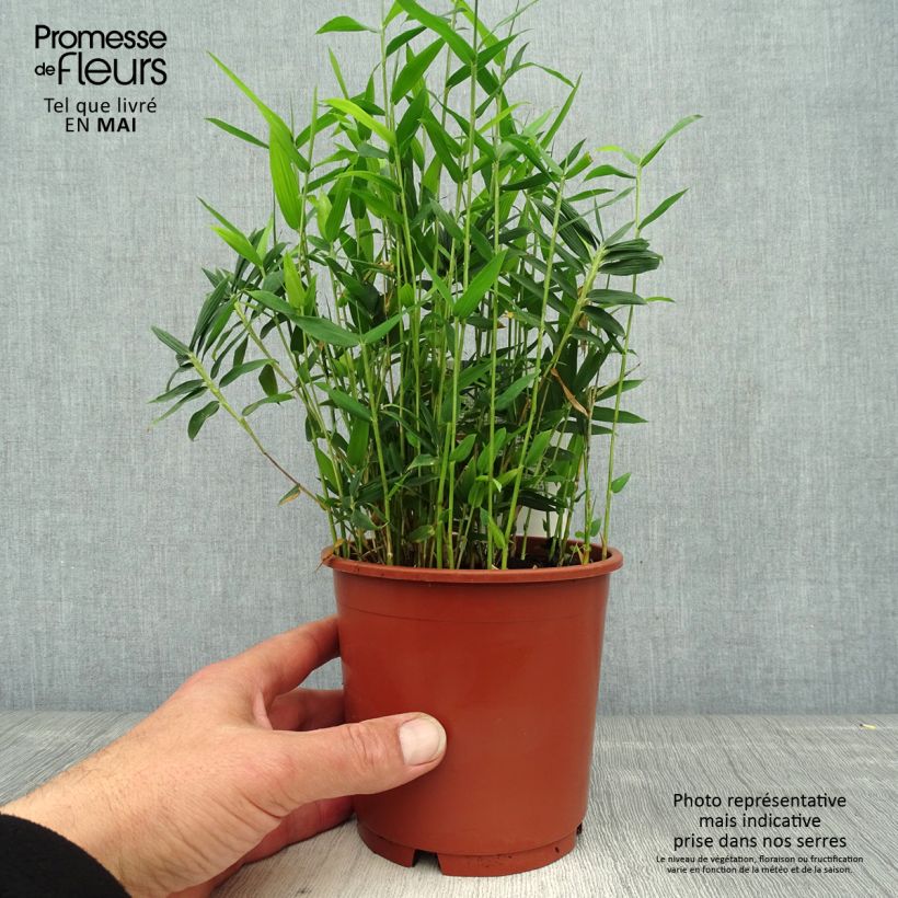 Example of Pleioblastus pygmaeus Distichus - Dwergbamboe Pot van 1 l/1,5 l as you get in printemps