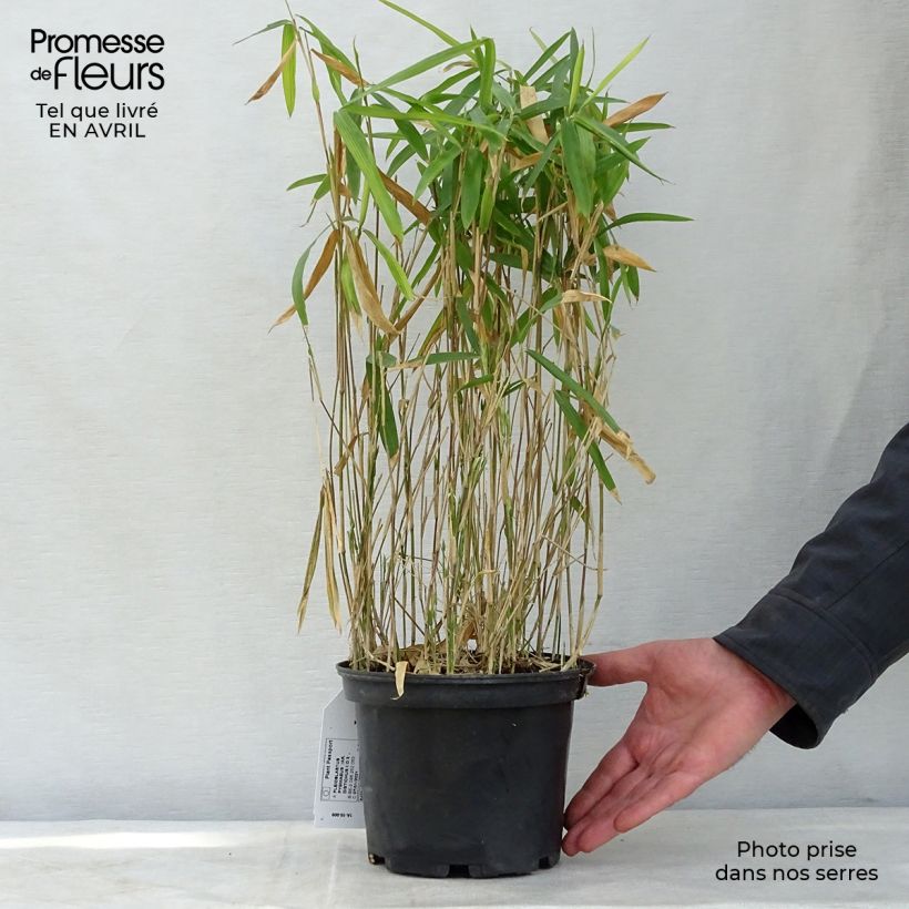 Example of Pleioblastus pygmaeus Distichus - Dwergbamboe Pot van 2 l/3 l as you get in printemps