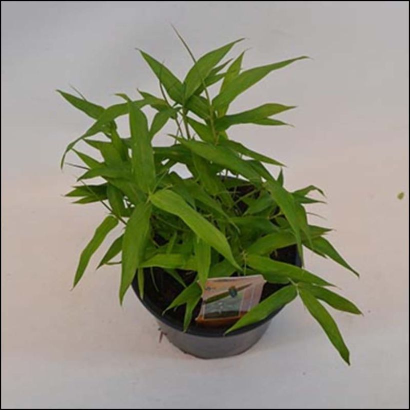 Pleioblastus viridistriatus Vagans - Dwergbamboe (Groeiplaats)