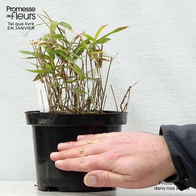 Exemplaar van Pleioblastus viridistriatus Vagans - Dwergbamboe Pot van 1 l/1,5 l zoals geleverd in de winter