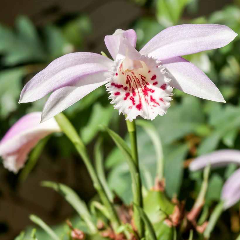 Pleione Glacier Peak - Aardorchidee (Groeiplaats)