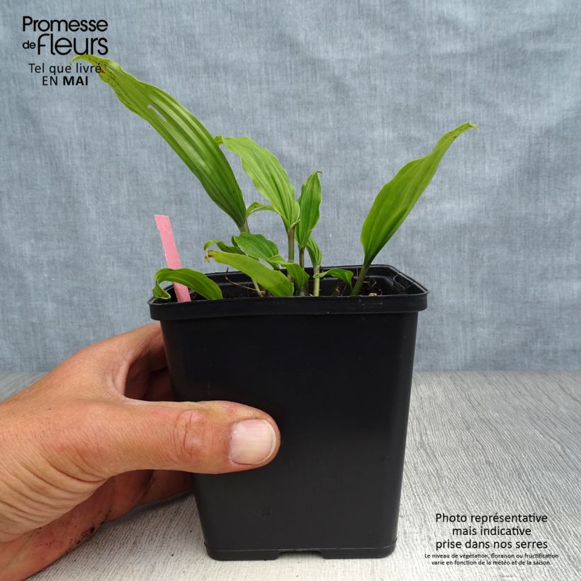 Exemplaar van Pleione Tongariro - Aardorchidee Pot van 1 l/1,5 l zoals geleverd in de lente